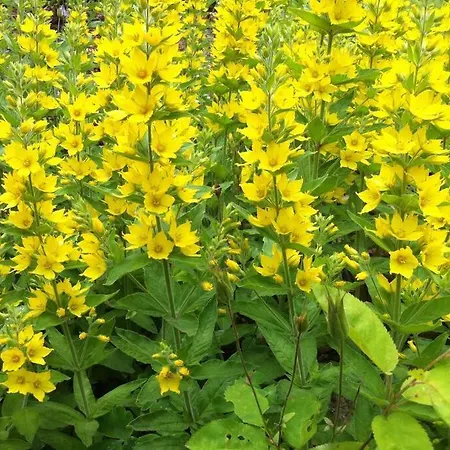 Huuske - Besondere *