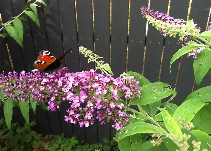 Huuske - Besondere 萨尔茨豪森