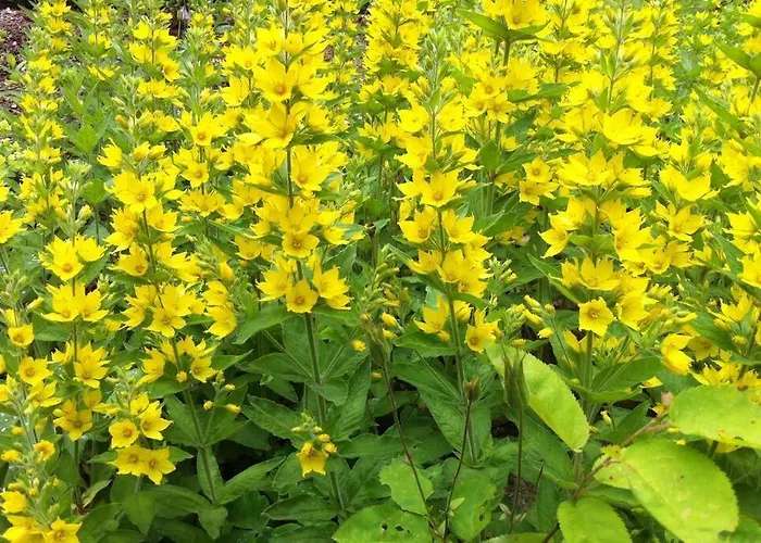 Huuske - Besondere *